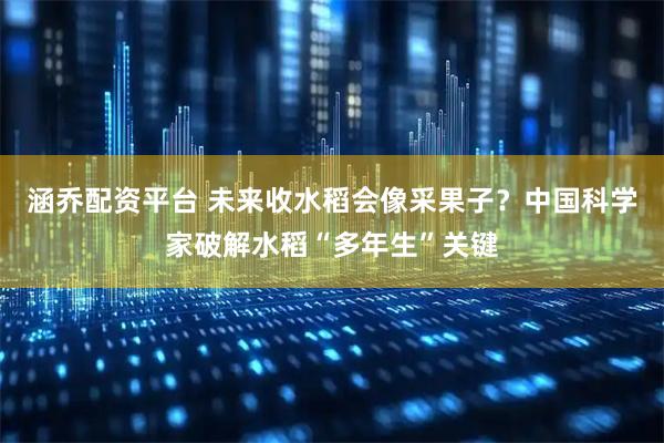 涵乔配资平台 未来收水稻会像采果子？中国科学家破解水稻“多年生”关键